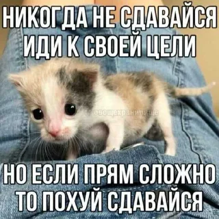😱 emoji Кицьки ➡️ @Ctikerubot Telegram sticker 1 of 62