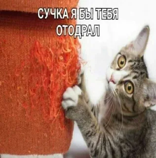 🥹 emoji Кицьки ➡️ @Ctikerubot Telegram sticker 24 of 62