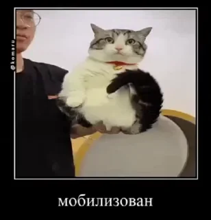 😭 emoji Ебучие кошки от @Mr_kamaru Telegram sticker 8 of 71