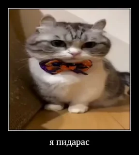 😍 emoji Ебучие кошки от @Mr_kamaru Telegram sticker 20 of 71