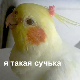 😎 emoji БРЕДовый набор Telegram sticker 20 of 118