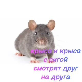🐀 emoji БРЕДовый набор Telegram sticker 7 of 118