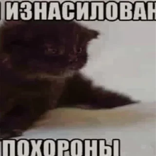 🐱 emoji Больше стикеров: @sticerru Telegram sticker 8 of 79