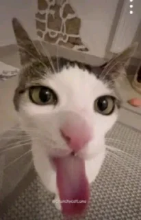 👅 emoji Торпедальная жопа @sozdat_stikery_bot Telegram sticker 23 of 120