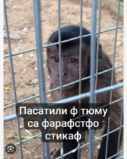 😒 emoji Стики Rolyan' а @sozdat_stikery_bot Telegram sticker 10 of 11