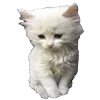 😒 emoji больше котиков: @catcotcats Telegram sticker 23 of 34