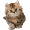 🐱 emoji больше котиков: @catcotcats Telegram sticker 16 of 34