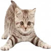 😊 emoji больше котиков: @catcotcats Telegram sticker 11 of 34