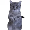 🙏 emoji больше котиков: @catcotcats Telegram sticker 18 of 34