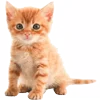 🐈 emoji больше котиков: @catcotcats Telegram sticker 22 of 34