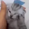 🤯 emoji больше котиков: @catcotcats Telegram sticker 3 of 34