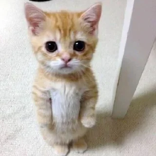 😥 emoji чьт, ок я ира или в попу Telegram sticker 23 of 36