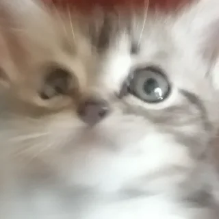 😱 emoji чьт, ок я ира или в попу Telegram sticker 15 of 36