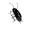 🪳 emoji black Telegram sticker 12 of 200