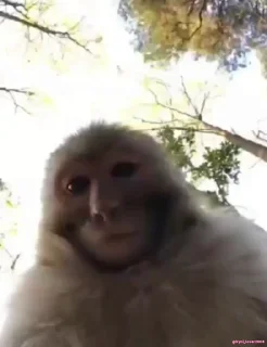 😐 emoji poebota Telegram sticker 13 of 75