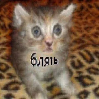 👍 emoji Соси_мудила_ебаная @MoiStikiBot Telegram sticker 1 of 105