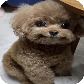 🐶 emoji катя сигма Telegram sticker 4 of 28