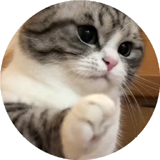 😺 emoji Больше стиков тут: @stikery4 Telegram sticker 18 of 50