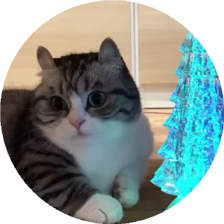 🌲 emoji Больше стиков тут: @stikery4 Telegram sticker 17 of 50