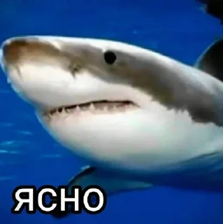 🦈 emoji Больше стиков тут: @stikery4 Telegram sticker 1 of 81