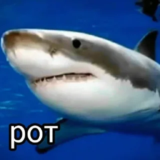 🦈 emoji Больше стиков тут: @stikery4 Telegram sticker 10 of 81