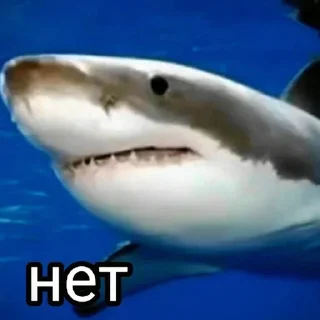 🦈 emoji Больше стиков тут: @stikery4 Telegram sticker 9 of 81