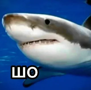 🦈 emoji Больше стиков тут: @stikery4 Telegram sticker 22 of 81