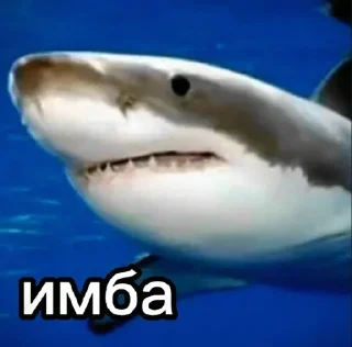 🦈 emoji Больше стиков тут: @stikery4 Telegram sticker 20 of 81