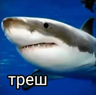 🦈 emoji Больше стиков тут: @stikery4 Telegram sticker 12 of 81