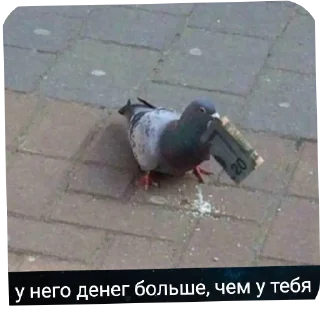 🐦 emoji Метаморфин ➡️ @Ctikerubot Telegram sticker 11 of 120