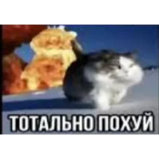 😂 emoji Набор беляша Telegram sticker 1 of 12