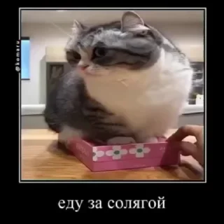 ☺️ emoji Сво мобилизация 2 @floppa_5555 Telegram sticker 11 of 69
