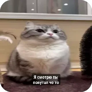 😍 emoji Сво мобилизация 2 @floppa_5555 Telegram sticker 9 of 69