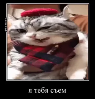 ☺️ emoji Сво мобилизация 2 @floppa_5555 Telegram sticker 5 of 69