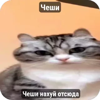 😅 emoji Сво мобилизация 2 @floppa_5555 Telegram sticker 21 of 69