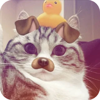 🐱 emoji 🟧😸ККК😸🟧   @KOMARU5252 Telegram sticker 3 of 120