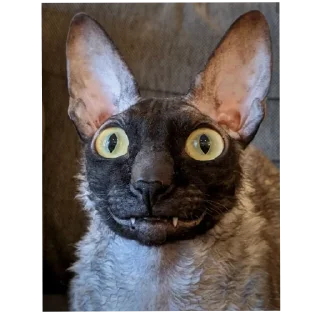 🐱 emoji осло @osloban Telegram sticker 10 of 73