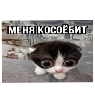 🐱 emoji осло @osloban Telegram sticker 6 of 73
