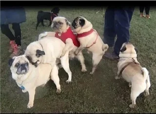 😜 emoji Мопсы ➡️ @Ctikerubot Telegram sticker 10 of 30