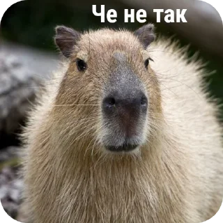 🤔 emoji capybara stickers for everyone 😜 Telegram sticker 23 of 60