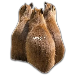 Sticker from capybara stickers for everyone 😜