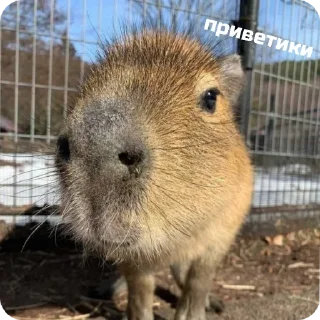 👋 emoji capybara stickers for everyone 😜 Telegram sticker 15 of 60