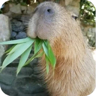 🌿 emoji capybara stickers for everyone 😜 Telegram sticker 13 of 60