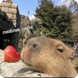 ❤ emoji capybara stickers for everyone 😜 Telegram sticker 18 of 60