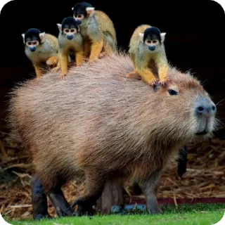 🚕 emoji capybara stickers for everyone 😜 Telegram sticker 14 of 60