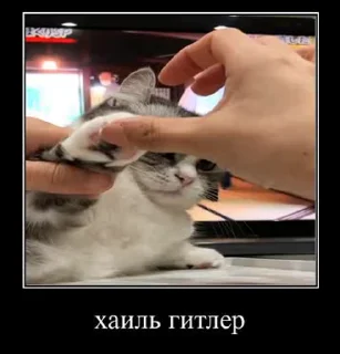 Sticker from Умный кот