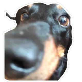 🎮 emoji Такса Черри ➡️ @Ctikerubot Telegram sticker 11 of 40