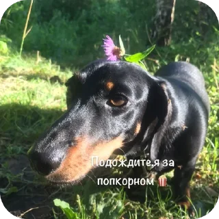 🍿 emoji Такса Черри ➡️ @Ctikerubot Telegram sticker 13 of 40