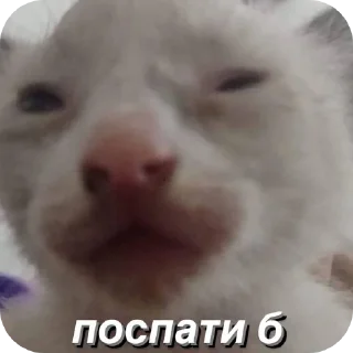 🐱 emoji мем зкинула Telegram sticker 15 of 55