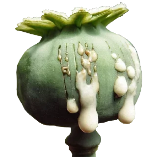🌳 emoji Стики 3150 из @Anonymnyi_chat_bot Telegram sticker 22 of 70